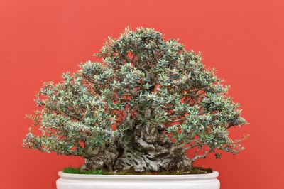 L'olivo è perfetto per il bonsai