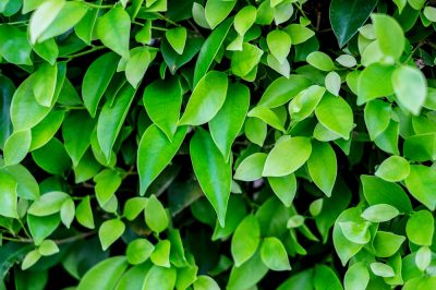 Sane e versatili, Le olive - aromatiche