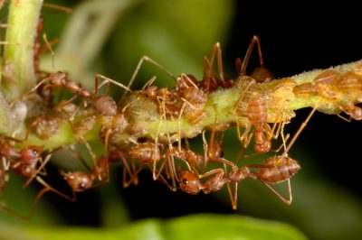 Le malattie più comuni dell'olivo e come trattarle