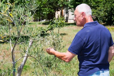 Le vite hanno bisogno di sole - in ogni stagione