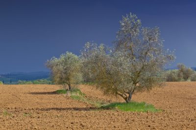 L'olivo tollera il caldo ma non il gelo