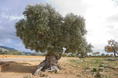 Le radici dell'olivo sono specializzate in terreni secchi