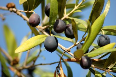 Le olive hanno bisogno di luce e aria