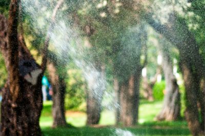 Le olive hanno bisogno di poca acqua