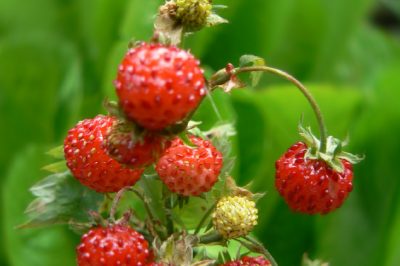 Le Opuntia sono resistenti?