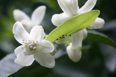 Tips & Tricks for Growing an Orange Tree