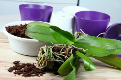 La migliore cura delle foglie per le tue orchidee per un manto fogliare brillante