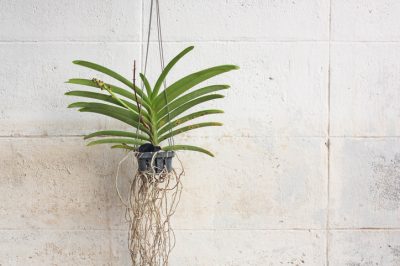 Queste orchidee tollerano l'ombra leggera - Una panoramica