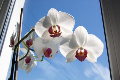 Orchidee e sole - Tete-a-Tete non è sempre desiderabile