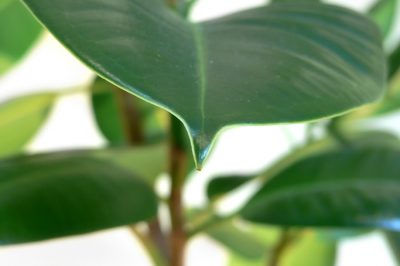 La mia orchidea è bruciata dal sole? sui sintomi e la protezione solare