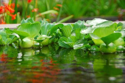 Lotta alle cocciniglie delle orchidee - Come eliminare il parassita