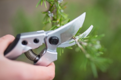 Ecco perché un'orchidea ha le foglie marroni - Le 2 cause più comuni