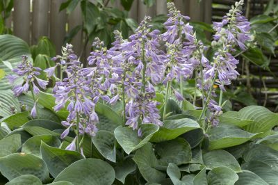 Le orchidee provengono dalla foresta pluviale - Un'incursione nella loro casa tropicale