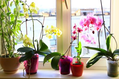 Questo è il posto dove le tue orchidee preferiscono risiedere