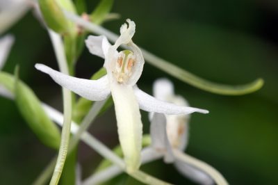 Ecco perché le orchidee vogliono una fioriera trasparente