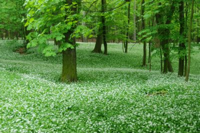 Questa cura è molto comoda per le vostre orchidee dopo la fioritura