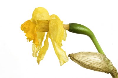 Le orchidee possono resinare? - Ecco cosa sono le goccioline
