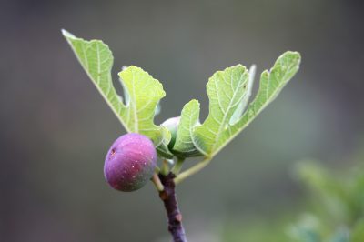 L'orchidea è appassita - Cosa fare adesso