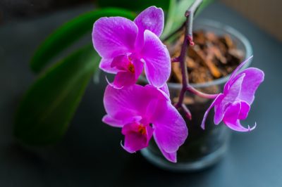 L'orchidea perde tutti i suoi fiori - Ecco il motivo