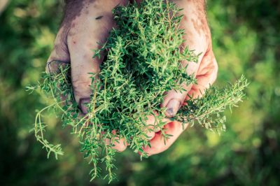 L'estate è tempo di raccolta per l'origano aromatico