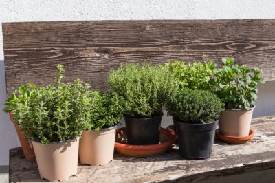 L'estate è tempo di raccolto per l'origano aromatico