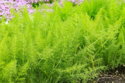 Quattro modi per conservare l'origano