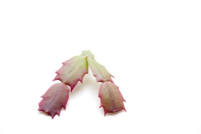 Qual è la posizione ideale per il cactus di Pasqua?
