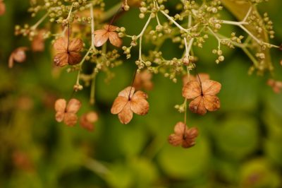 Questo è quanto è facile prendersi cura della Pachysandra terminalis