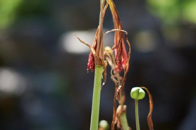 Le palme evocano un'atmosfera mediterranea sul balcone o sul terrazzo