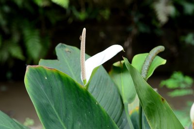 Le palme sono velenose per gli uomini o gli animali?
