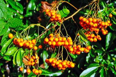 Le palme sono velenose per i gatti?