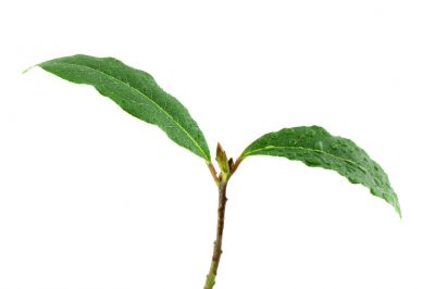 La felce di palma: Di quali cure ha bisogno?