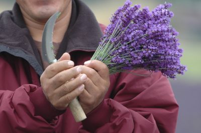 La felce di palma è resistente?
