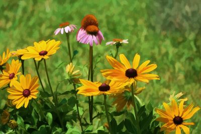 L'erba della pampa è disponibile in molte varietà e colori