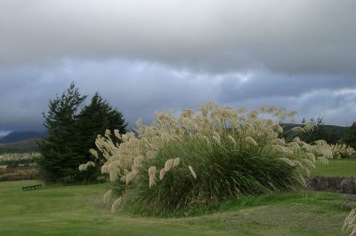 La crescita dell'erba della pampa