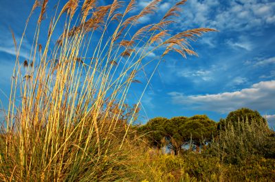 Ecco perché l'erba delle pampas è un buon schermo per la privacy