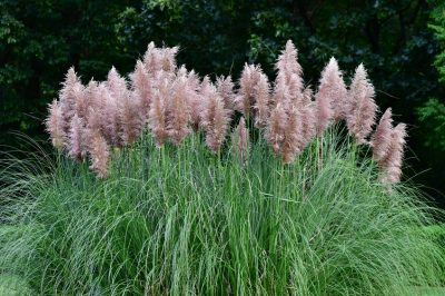 Seminare l'erba di pampa - Come propagare l'erba ornamentale