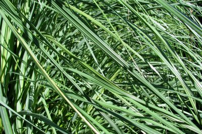 L'erba della pampas in casa: un decoro di effimera leggerezza 
