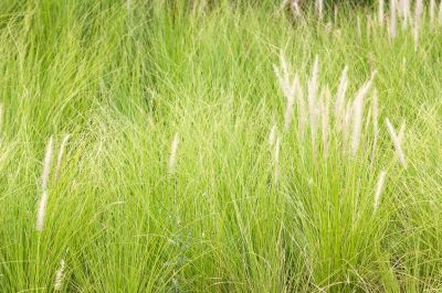 Perché l'erba della pampa non cresce?