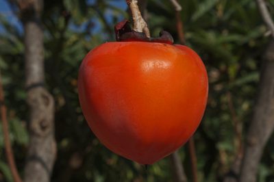 La papaya come pianta da vaso - piantarla e coltivarla da soli