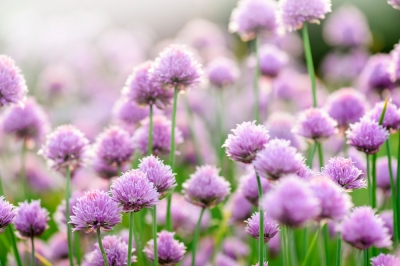 Lo straordinario fiore della passiflora