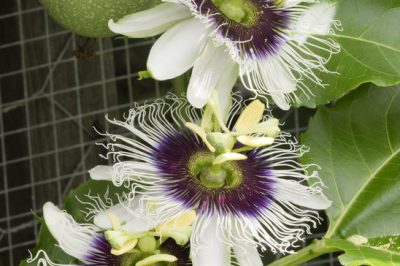 La passiflora ha bisogno di un aiuto per arrampicarsi?