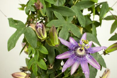 La passiflora è solo condizionatamente adatta come pianta d'appartamento