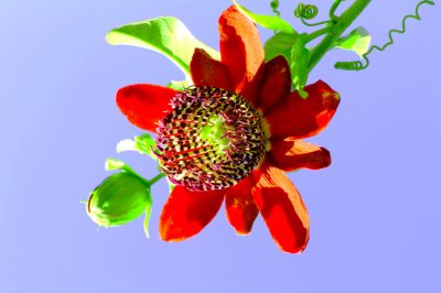 L'origine del frutto della passione