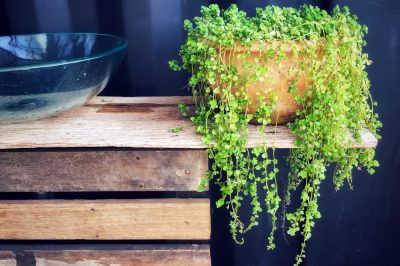 Il tempo del raccolto è finito, Quando il prezzemolo fiorisce