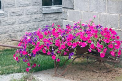 Gioiello floreale per un design fantasioso del giardino - la petunia