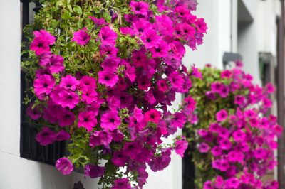 La Petunia: La bellezza dei fiori appesi nella scatola del balcone