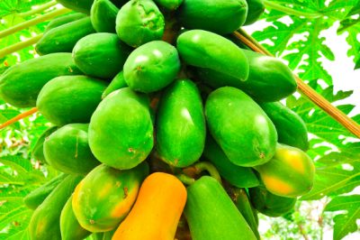 L'origine della menta piperita