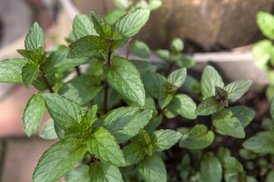 Le diverse varietà di menta piperita