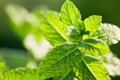 Malattie della menta piperita - Cosa puoi fare al riguardo